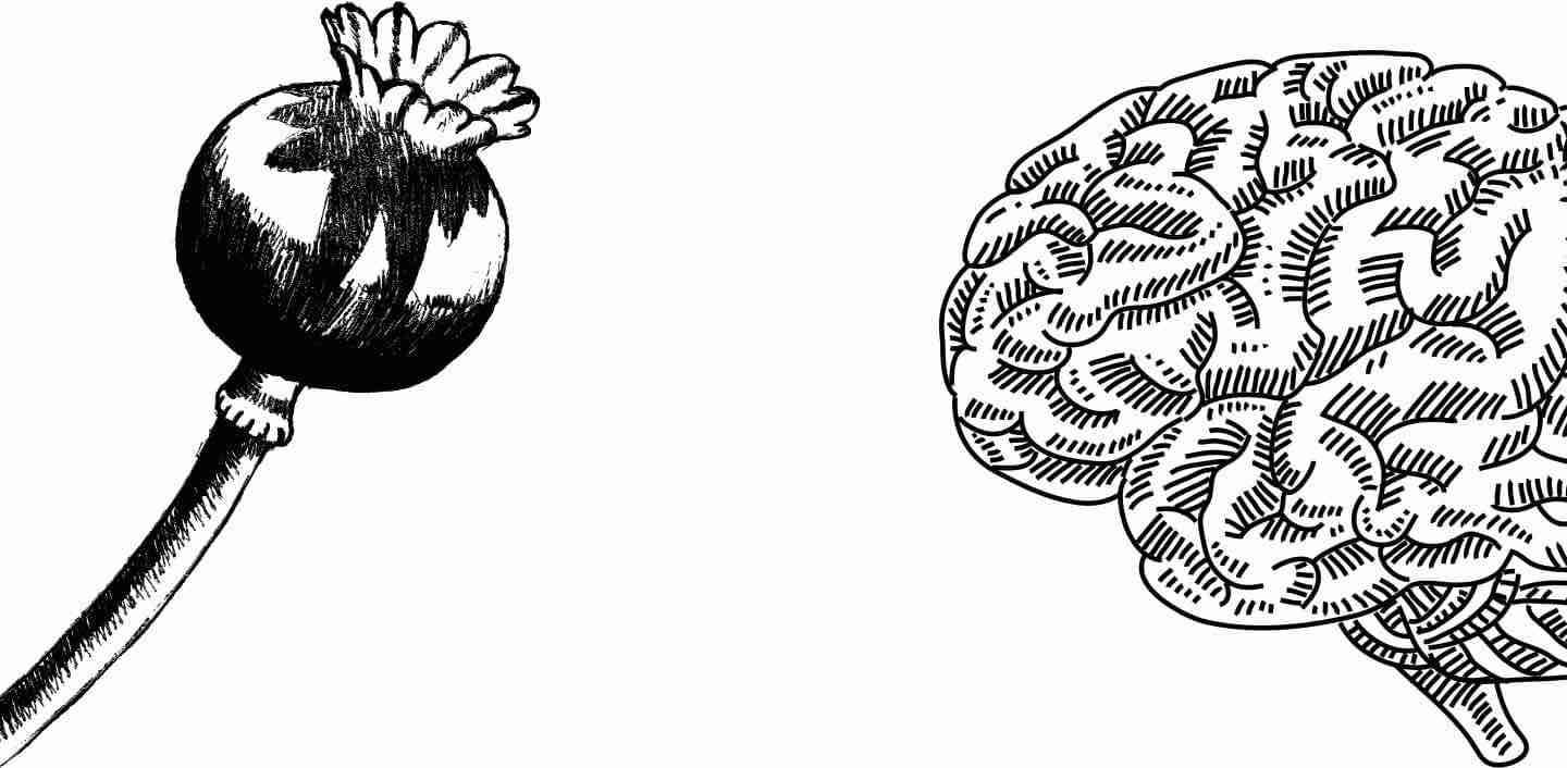 Poppy Plant and Brain